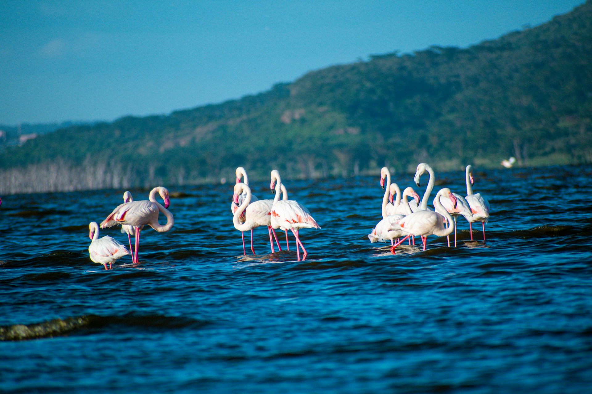 Things to do - Lake Nakuru National Park a group of flamingos wading in a body of water